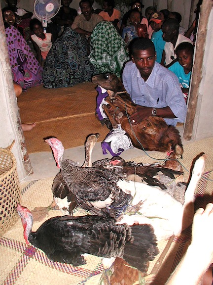 1livestock