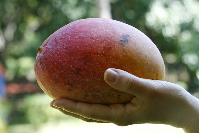 mango